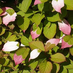 actinidia kolomikta